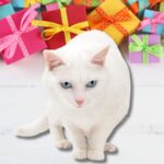 gatto con regali