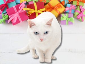 gatto con regali