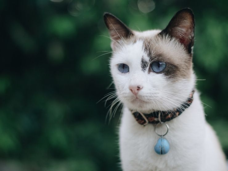 gatto con collare con campanello 