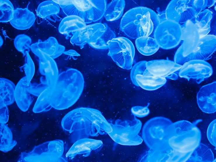 meduse