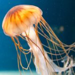 medusa in mare